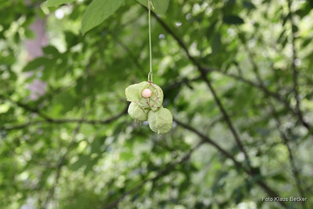 2011-06-22_KB (19).JPG